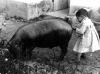 Algaidins. Índex per llinatges. Balaguer Rotger, Jaume.