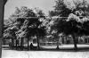 L´any de la neu, 1956. L´any de la neu.